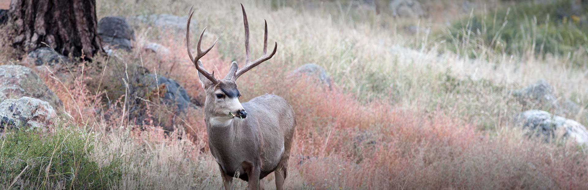 Wyoming Mule Deer Hunts