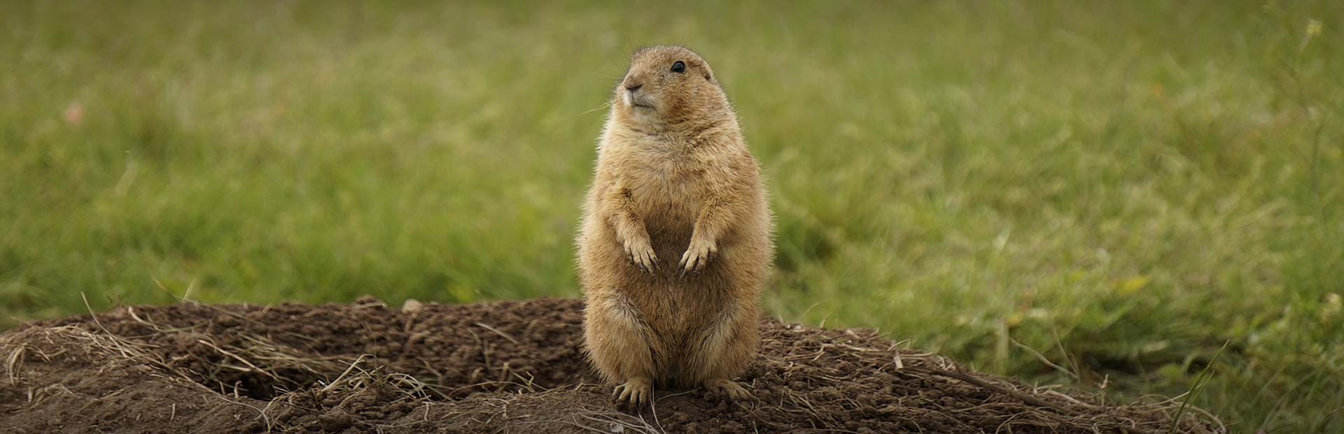 Wyoming Prairie Dog Hunting Xtreme Dream Outfitters