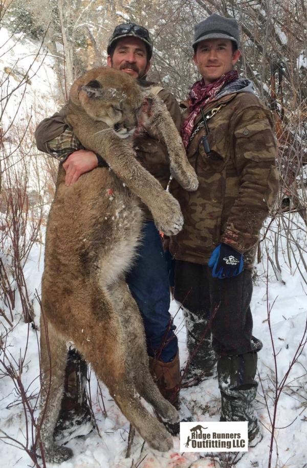 Cougar Content